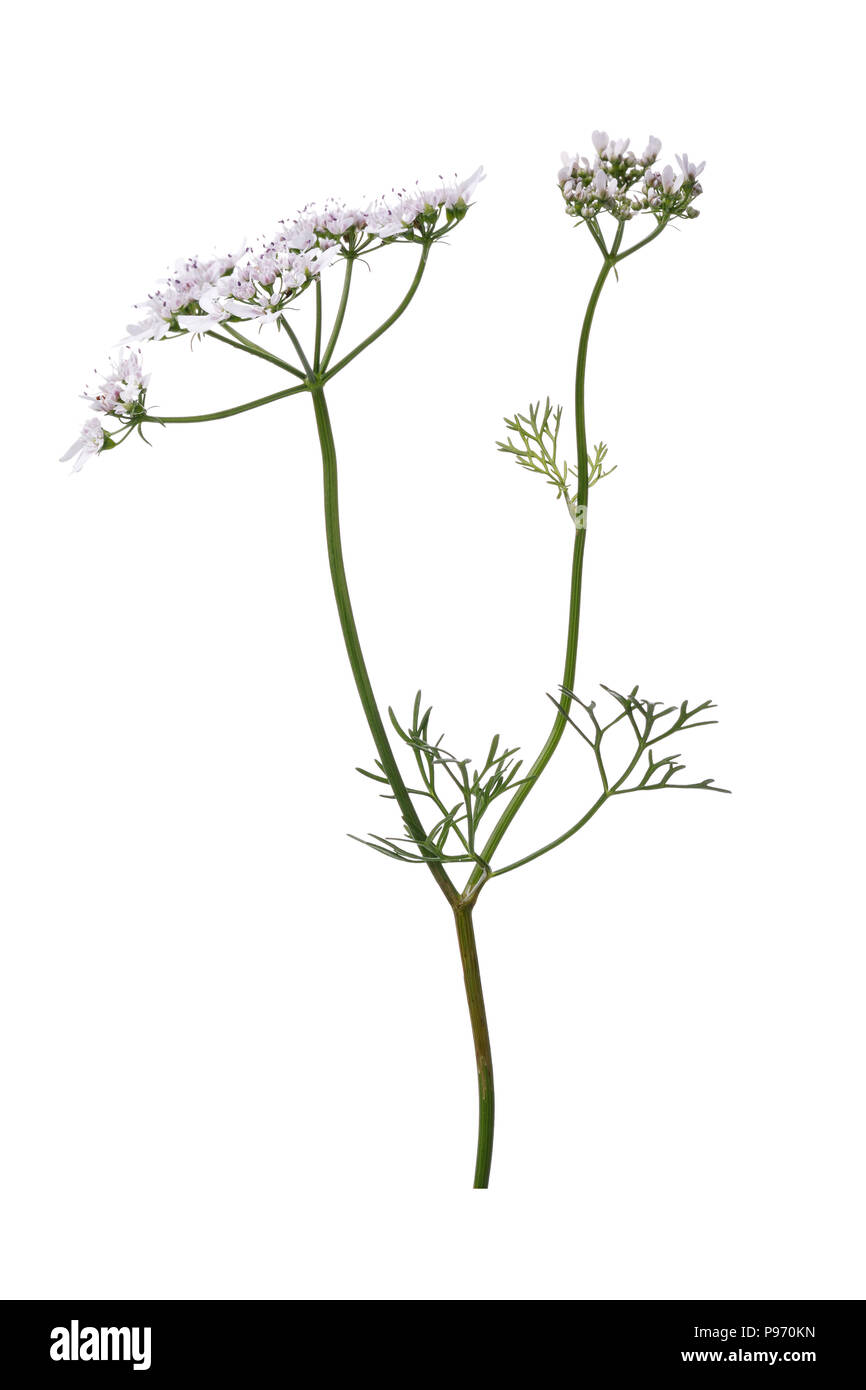 Flowering of cilantro. Branch of plant isolated on a white background