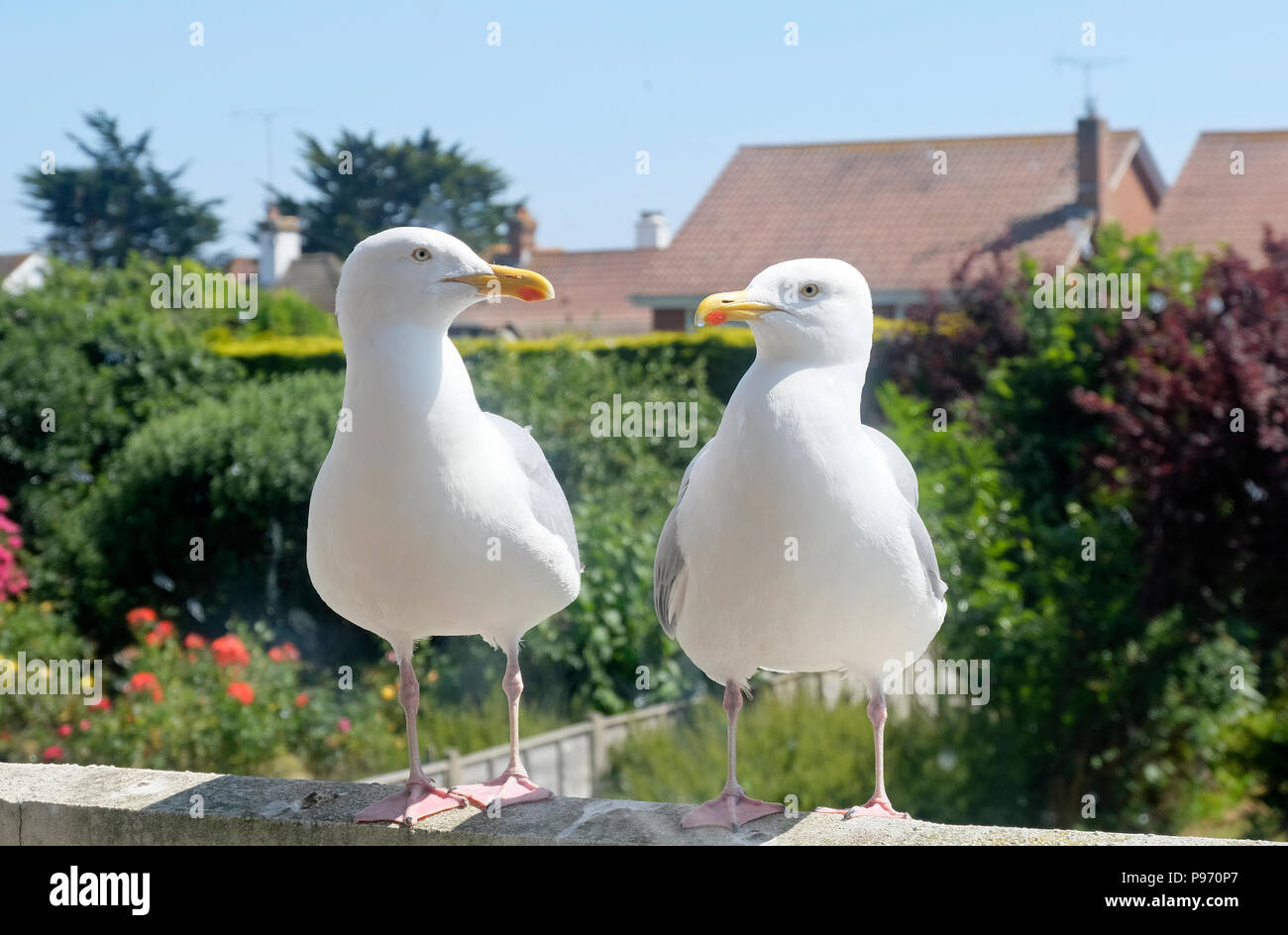 Pair of European Herring Gulls (Larus argentatus) standing side by side on balcony wall and looking into each other's eyes Stock Photo