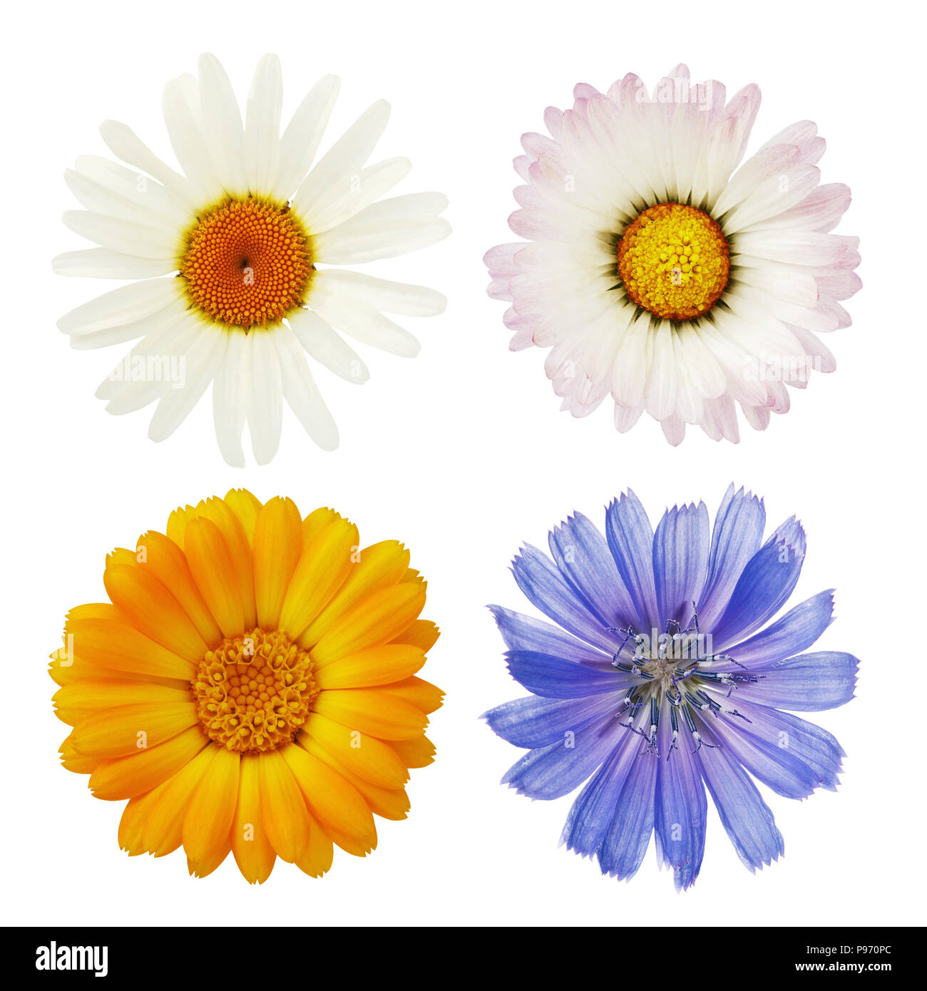 Wild chamomile flowers, marigold and chicory are photographed close-up with a top view and isolated on a white background Stock Photo