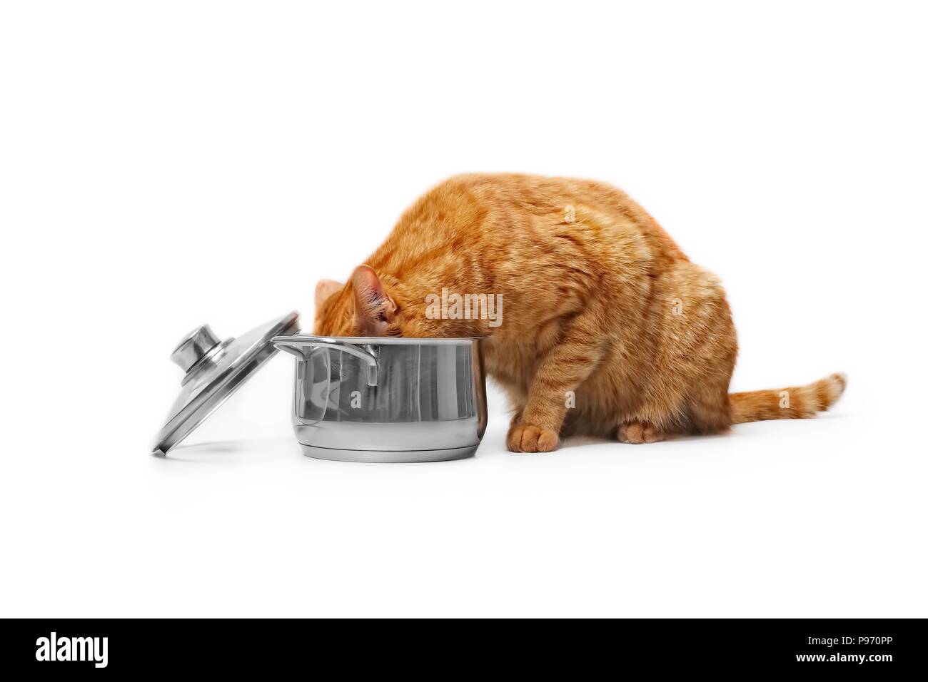 Ginger cat eating out of a cooking pot Side view isolated on white