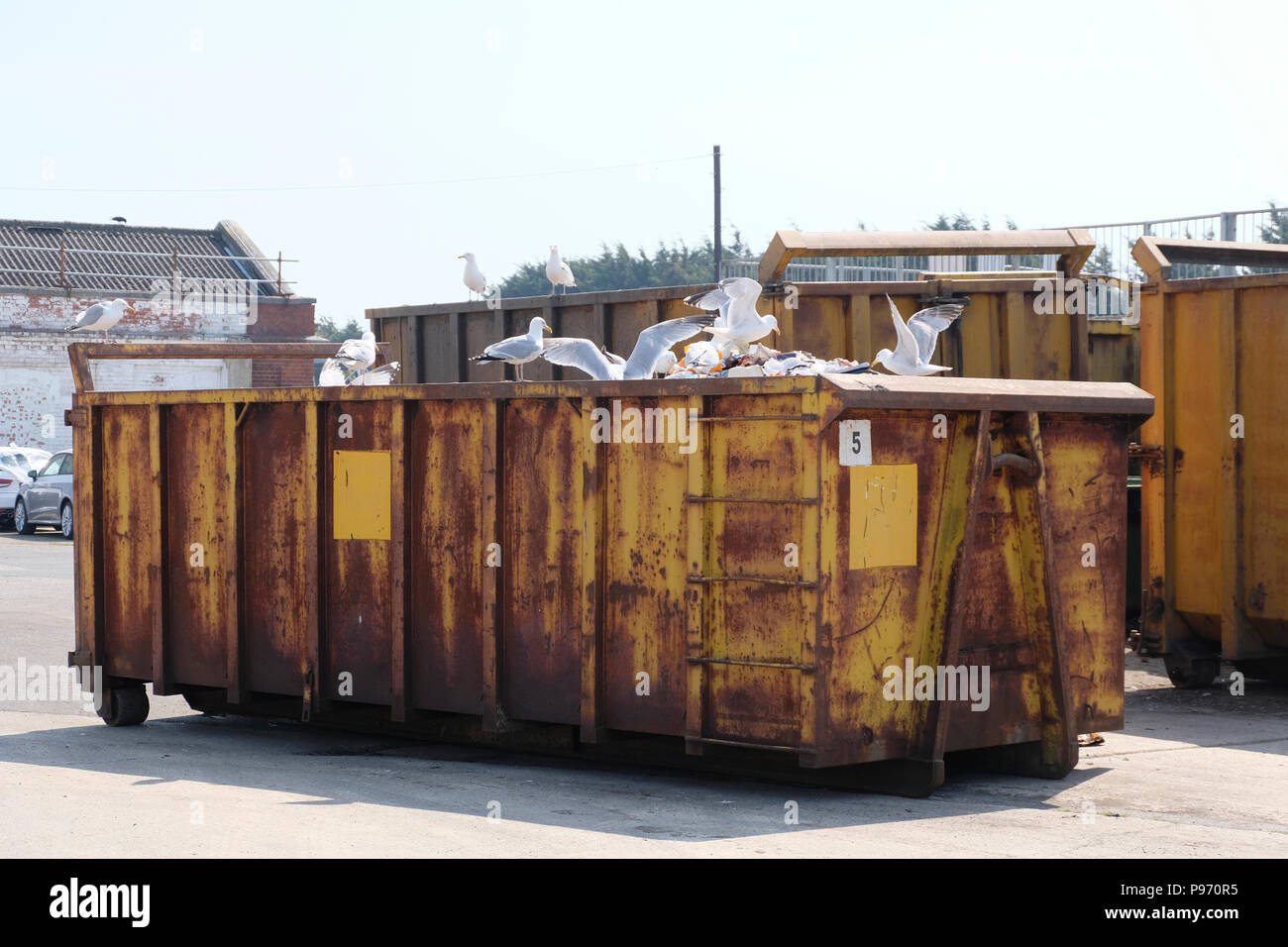 Worthing, West Sussex, England. Seagulls foraging for food in large commercial skip. Stock Photo
