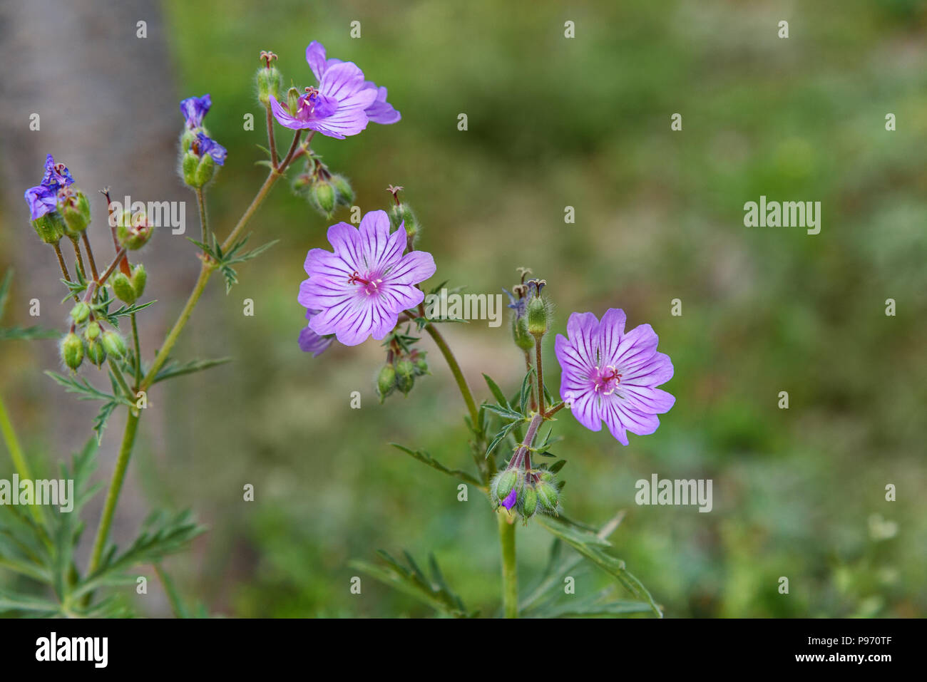Geranium linearilobum flower on green background in spring Stock Photo