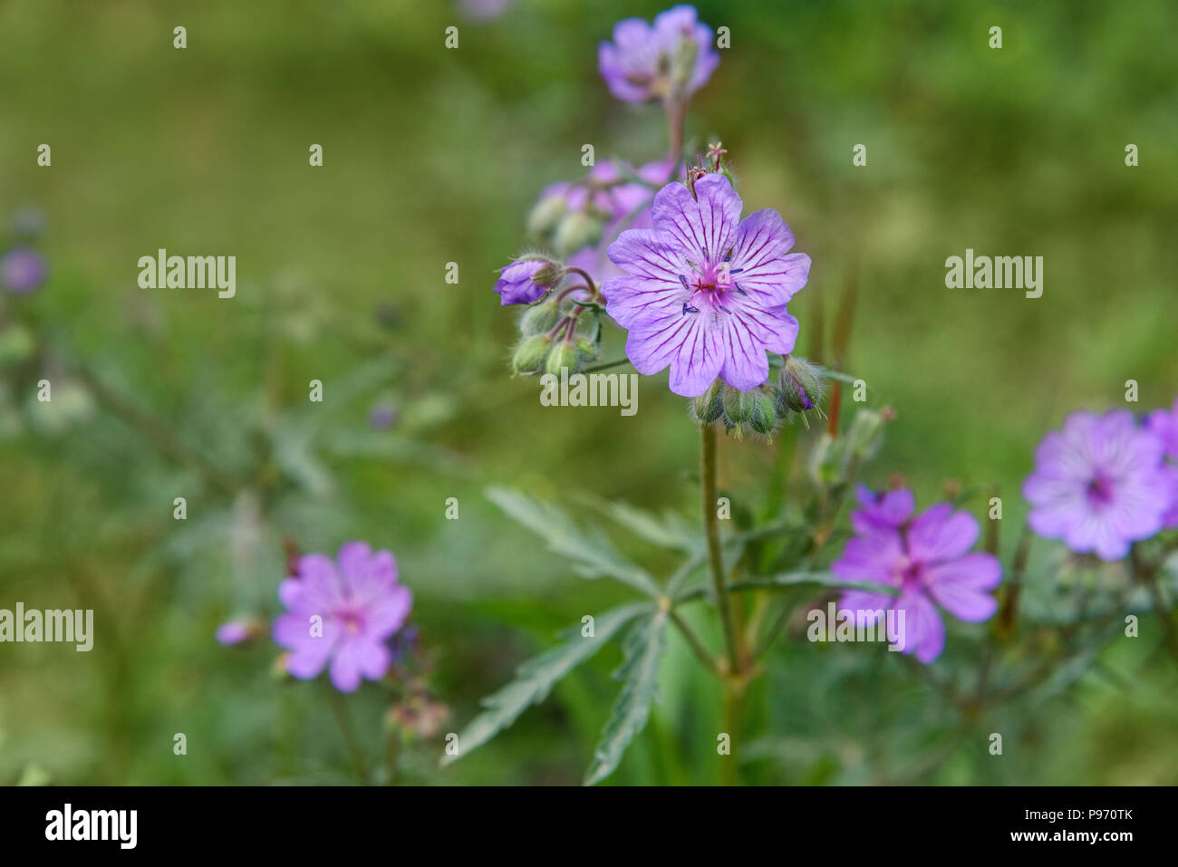 Geranium linearilobum flower on green background in spring Stock Photo