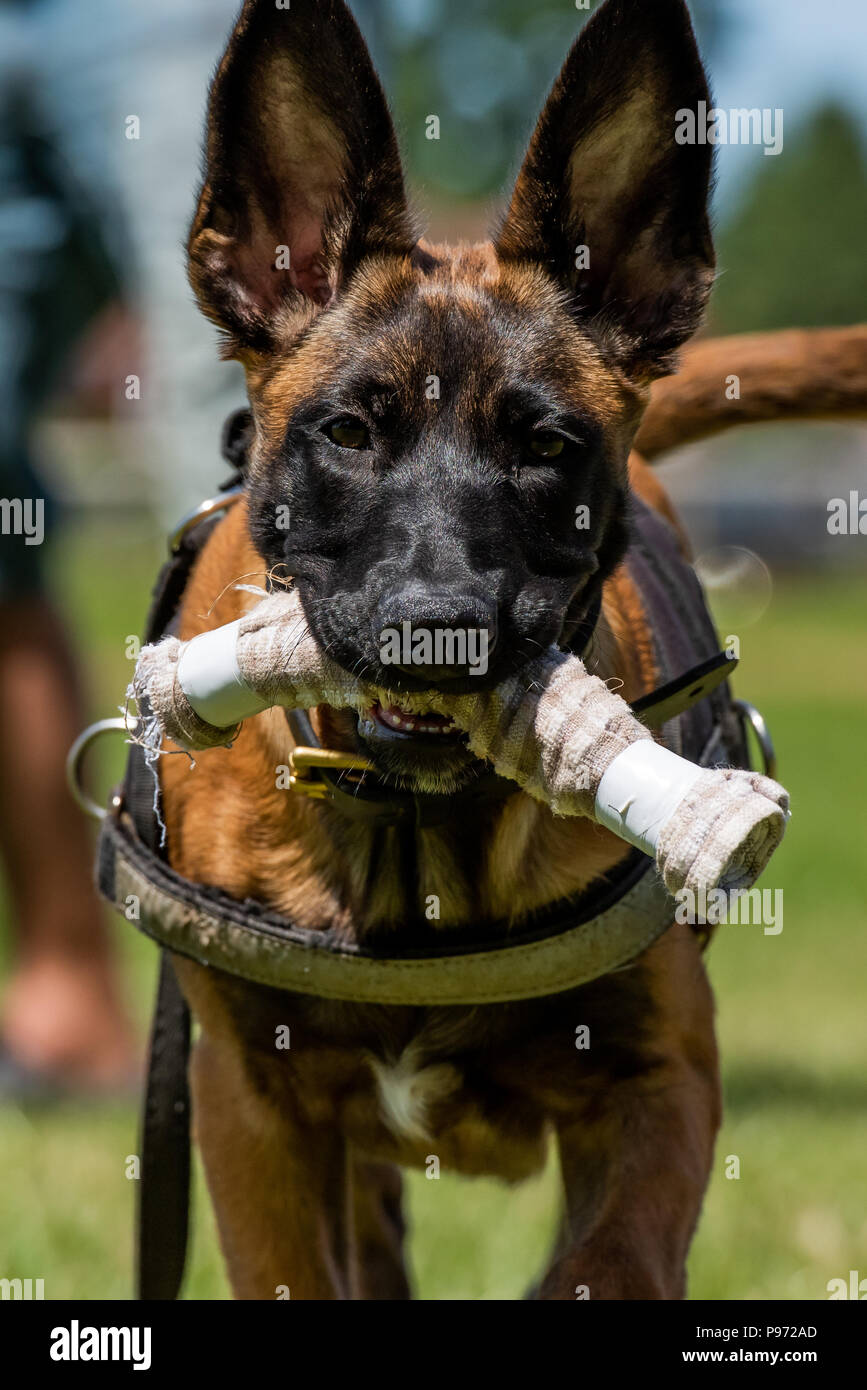 Malinois puppy hot sale biting