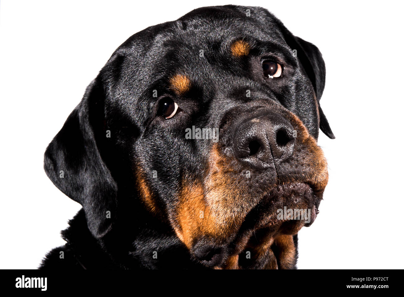 rottweiler shiny coat