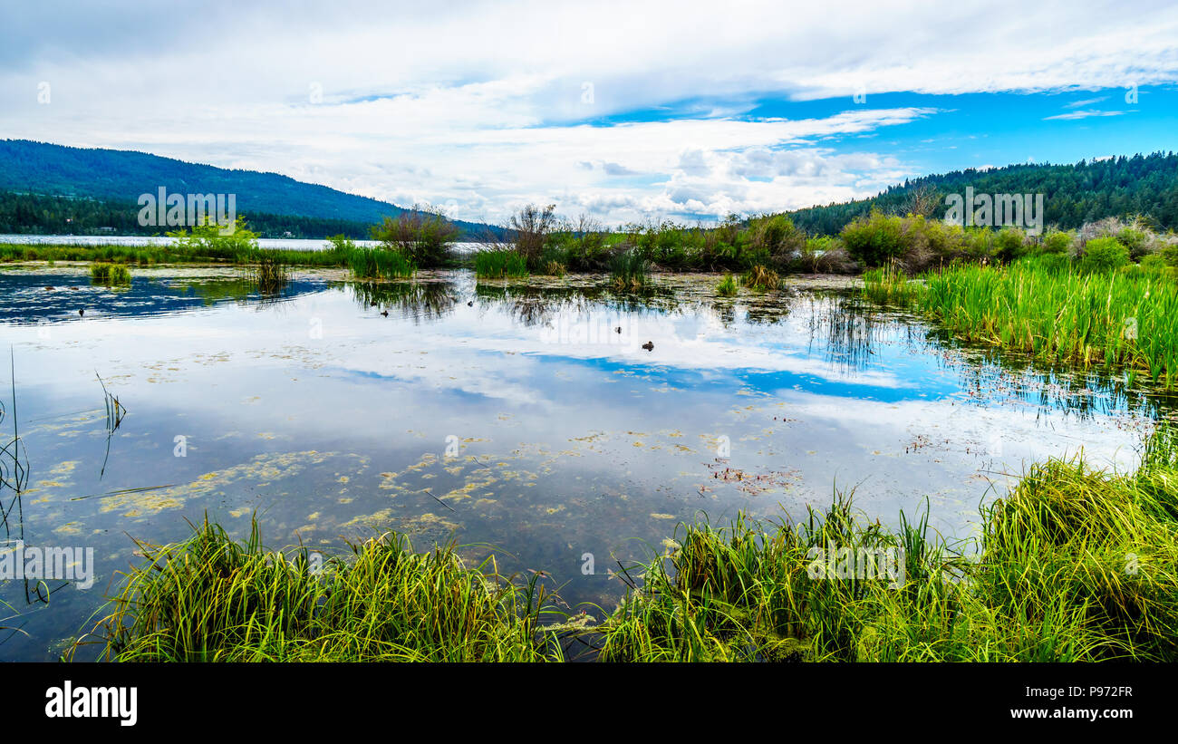 Ducks on Peter Hope Lake in the Shuswap Highlands along Highway 5A in British Columbia, Canada with the sky reflection on the smooth water surface Stock Photo