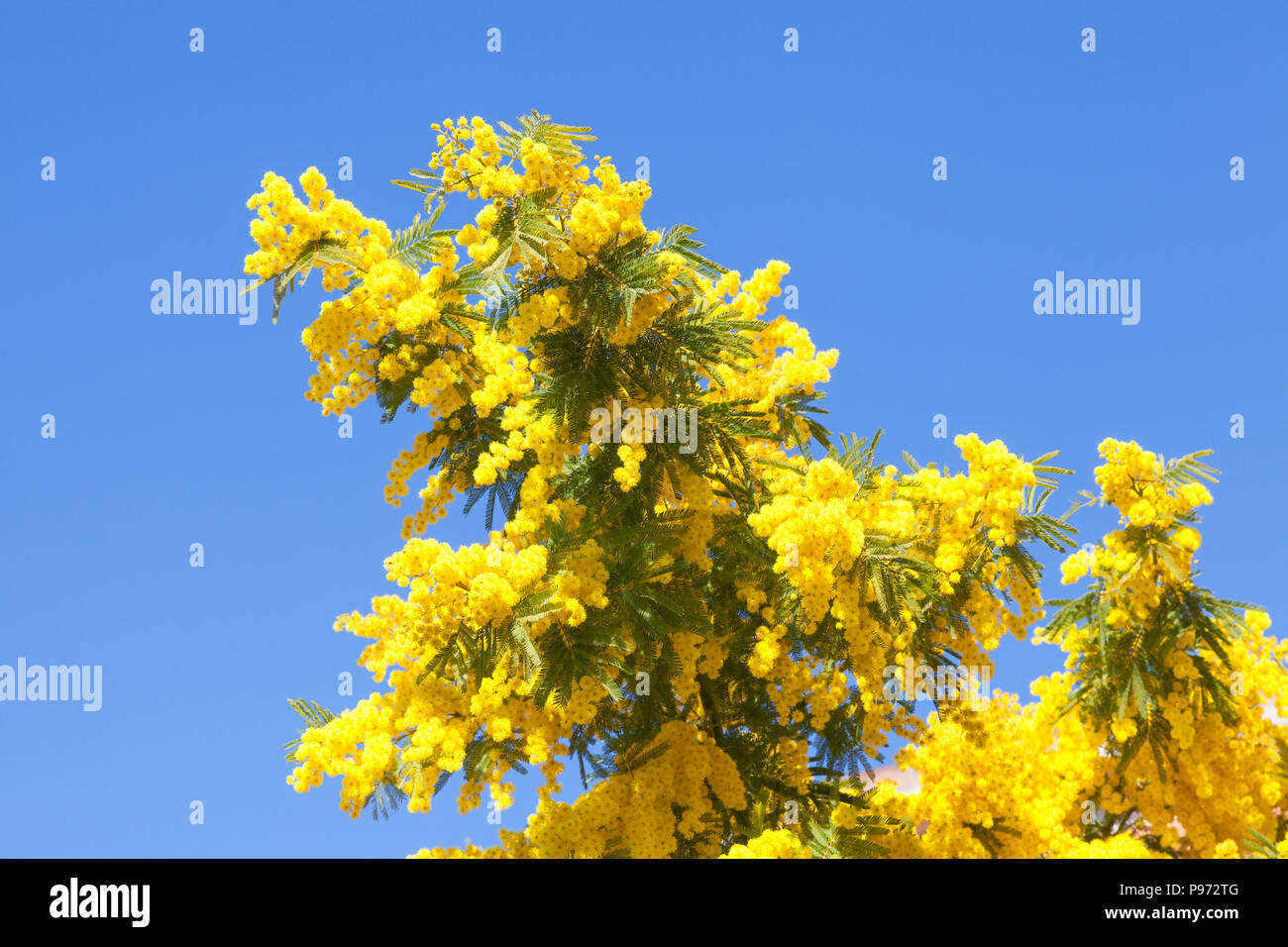 Colourful bright yellow Acaia dealbata flowers , mimosa, blue wattle or silver wattle blooming in spring against a blue sky Stock Photo