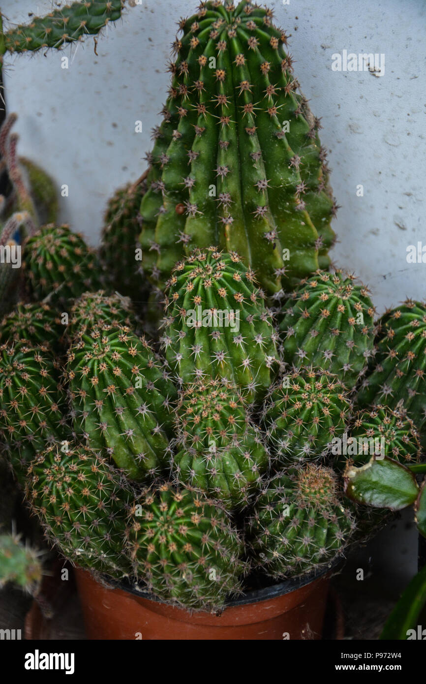 dracaena sunray Dracaena Marginata 'Sunray' – Bold, Low-Maintenance Houseplant – Bloombox  Club