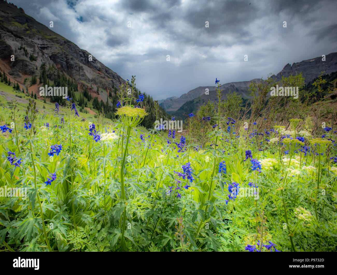 Native Colorado Wildflower Art Stock Photo