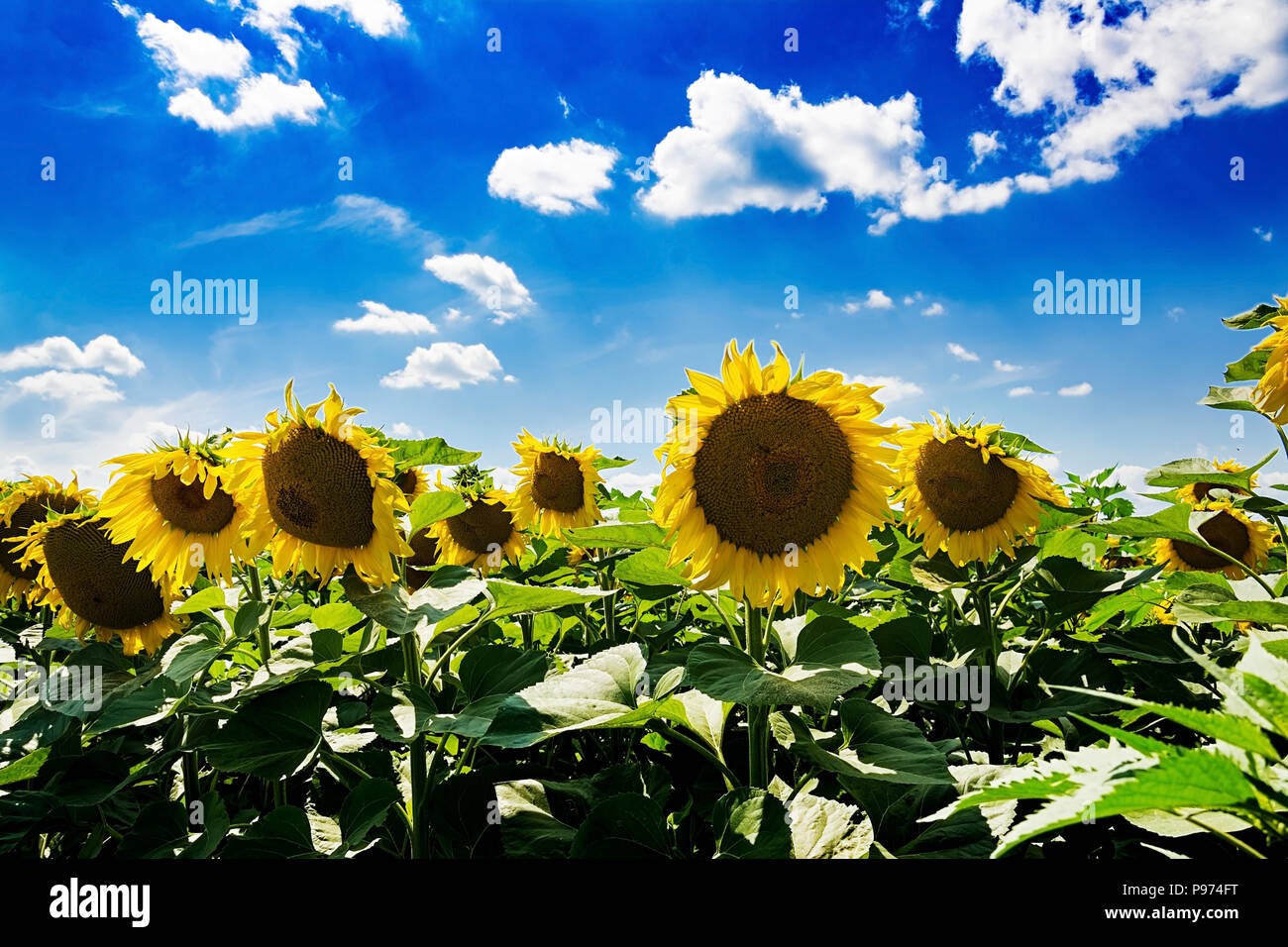 Sunflowers field air view hires stock photography and images Alamy