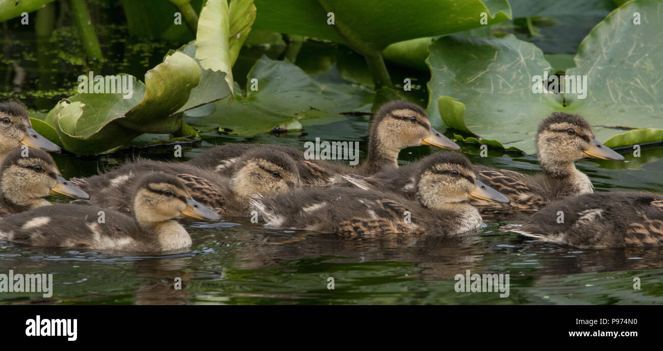 baby ducks swimming in a pond with water lillies in the back P974N0 Do Ducks Each Lillies