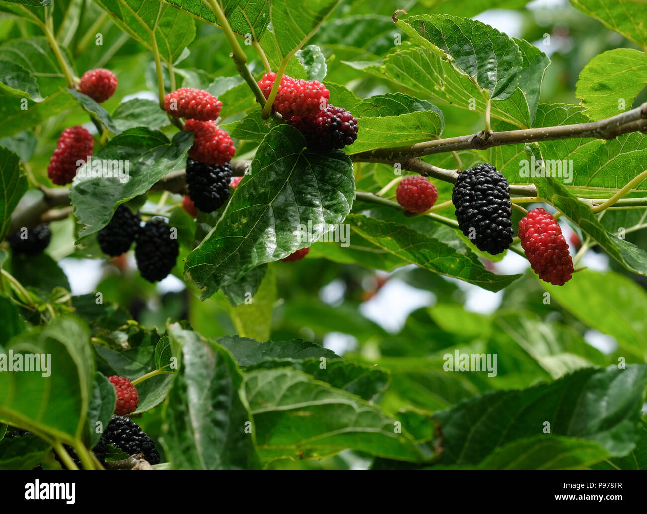 Mulberry tree silk hires stock photography and images Alamy