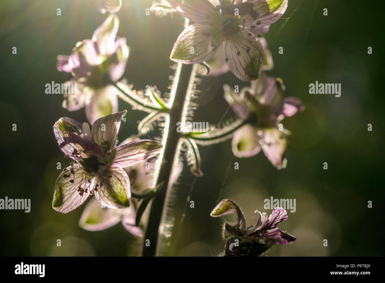 Selcuk, Turkey. 18th May, 2018. A flower of the Stephanskraut (Delphinium staphisagria) Larkspur in the back light. The plant produces many alkaloids. Credit: Jens Kalaene/dpa-Zentralbild/dpa/Alamy Live News Stock Photo