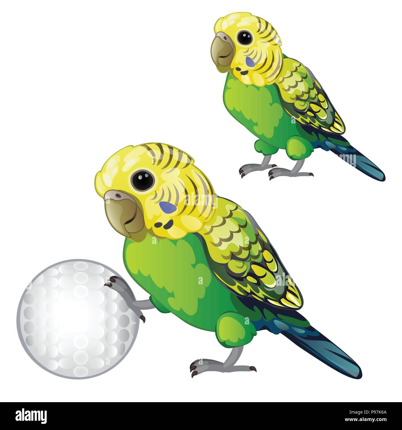 Secrets of the domestication of the hands of wavy parrots Secrets of the domestication of the hands of wavy parrots