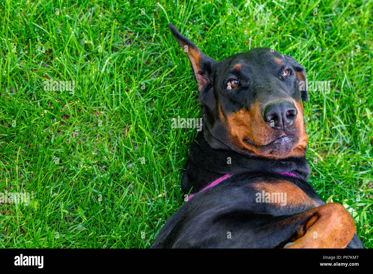 Funny doberman sale
