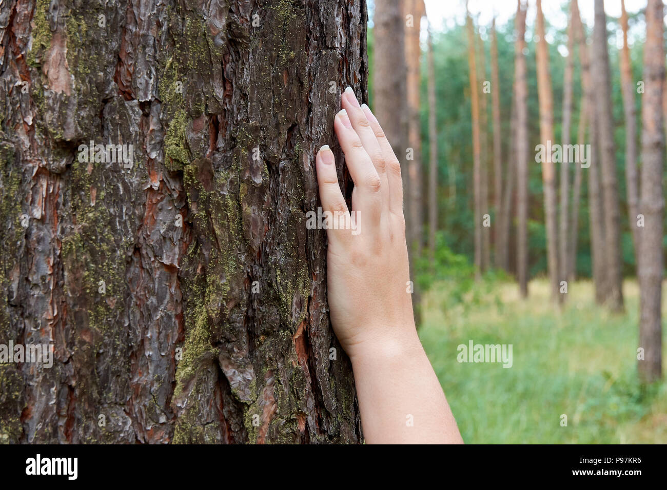 Young woman touching the hands of the trunk and the bark of a tree in the forest Stock Photo
