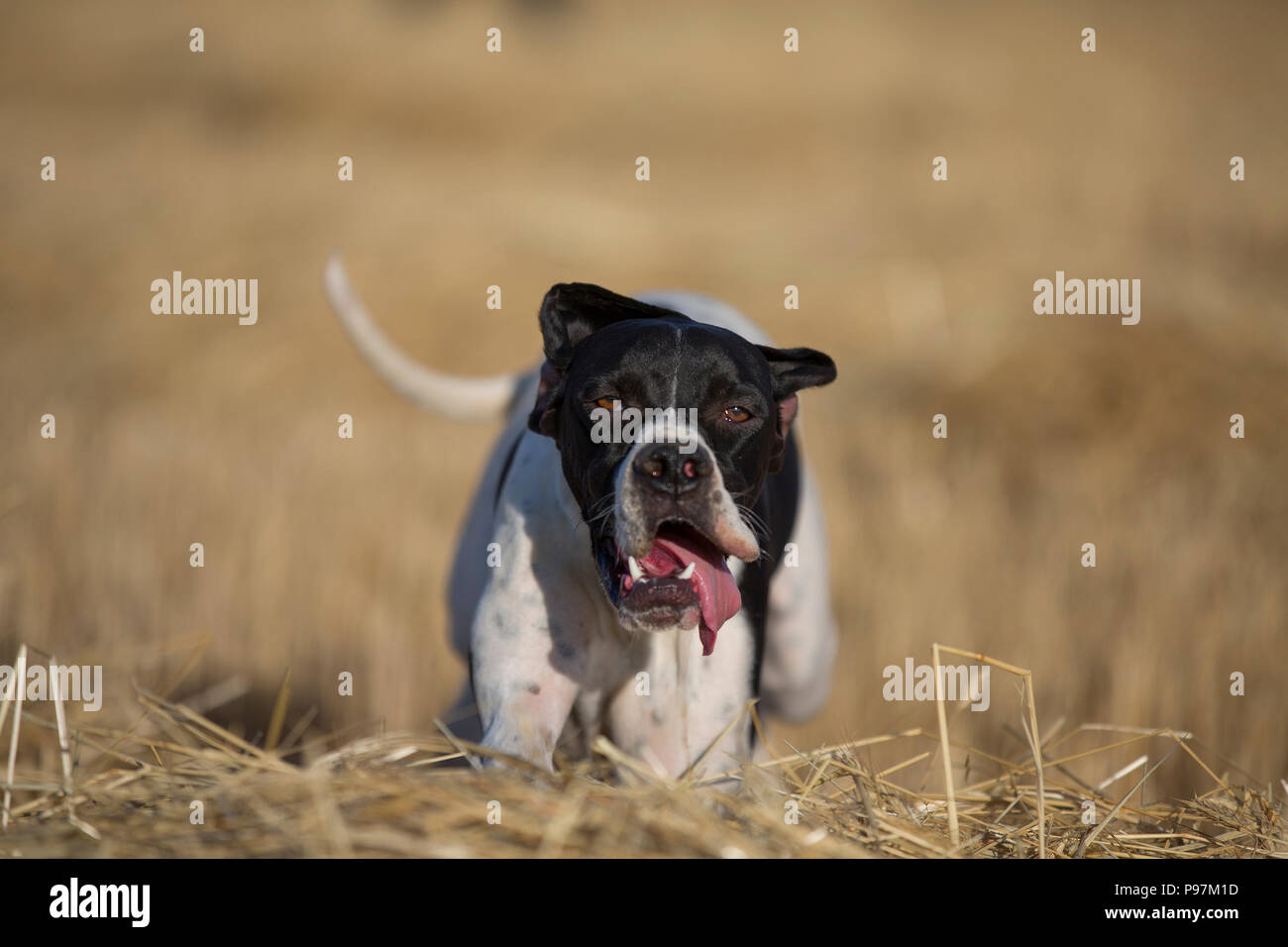 front view of pointer running Stock Photo - Alamy