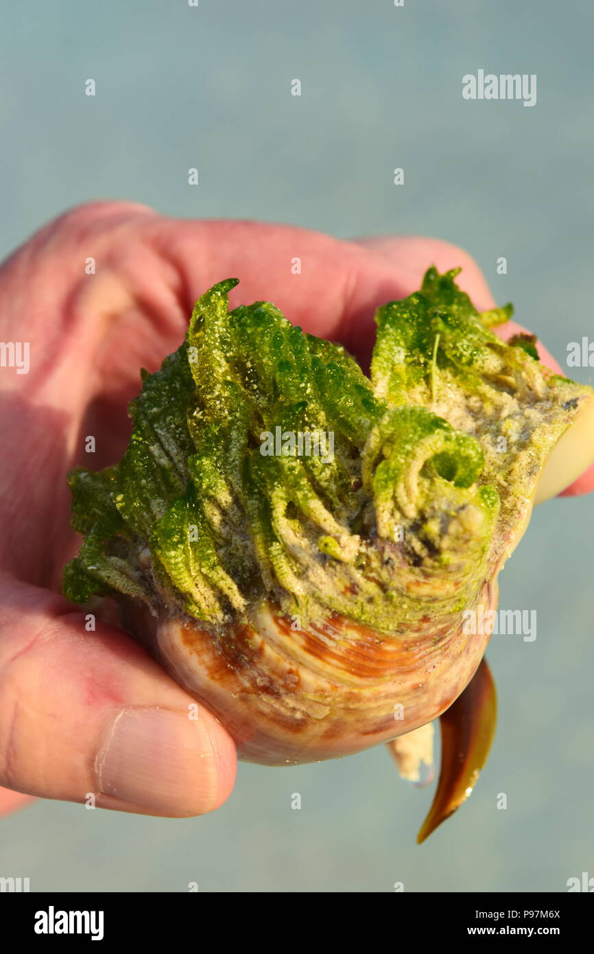 Close up photo of small live conch shell found on the sand early morning on the beach in the Bahamas, area known for Conch shells. Stock Photo