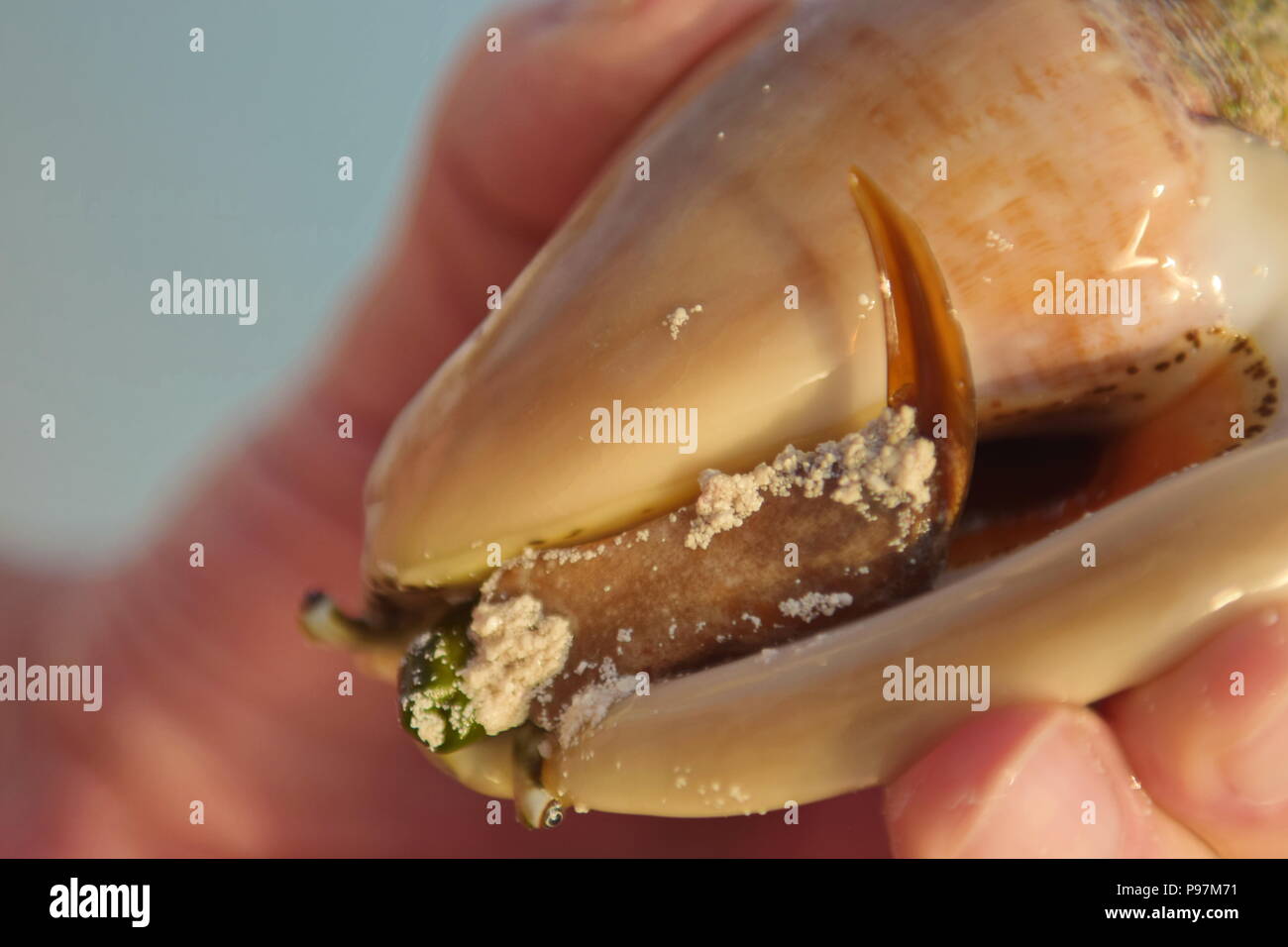 Close up photo of small live conch shell found on the sand early morning on the beach in the Bahamas, area known for Conch shells. Stock Photo