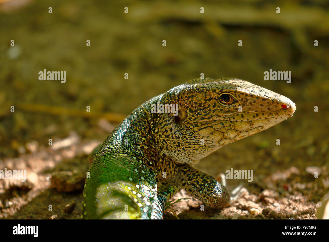 Giant ameiva (ameiva ameiva); Copy taken in freedom Stock Photo Alamy
