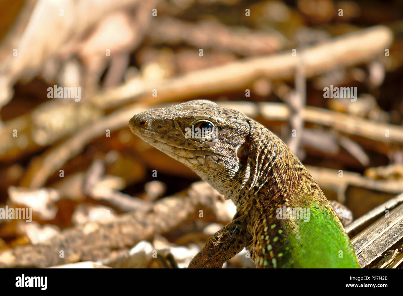 Giant ameiva (ameiva ameiva); Copy taken in freedom Stock Photo Alamy