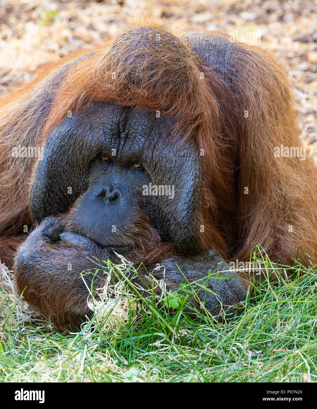 Male Bornean Orangutan, Pongo pygmaeus pygmaeus. Zoo animal. Stock Photo