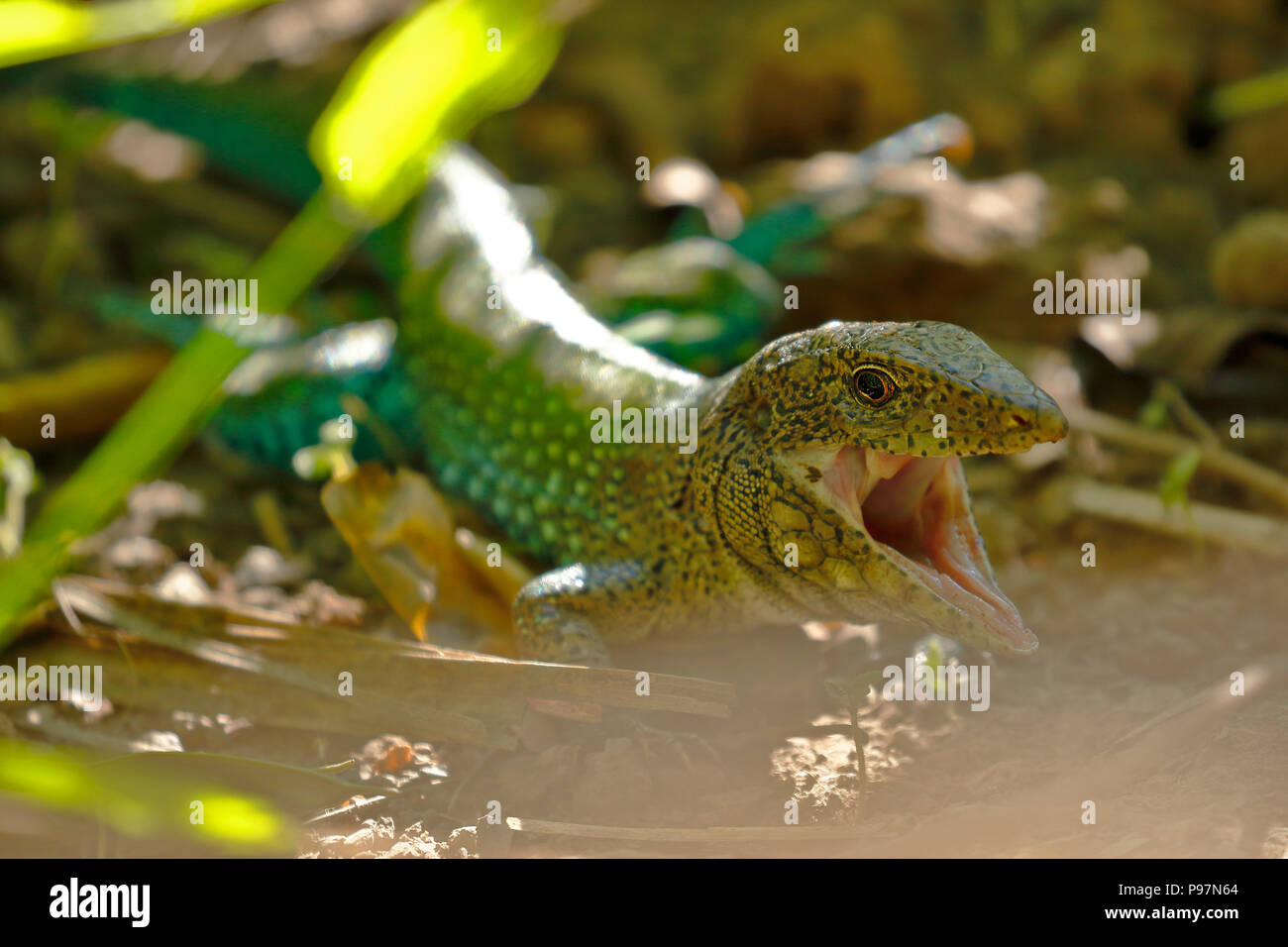 Giant ameiva (ameiva ameiva); Copy taken in freedom Stock Photo Alamy