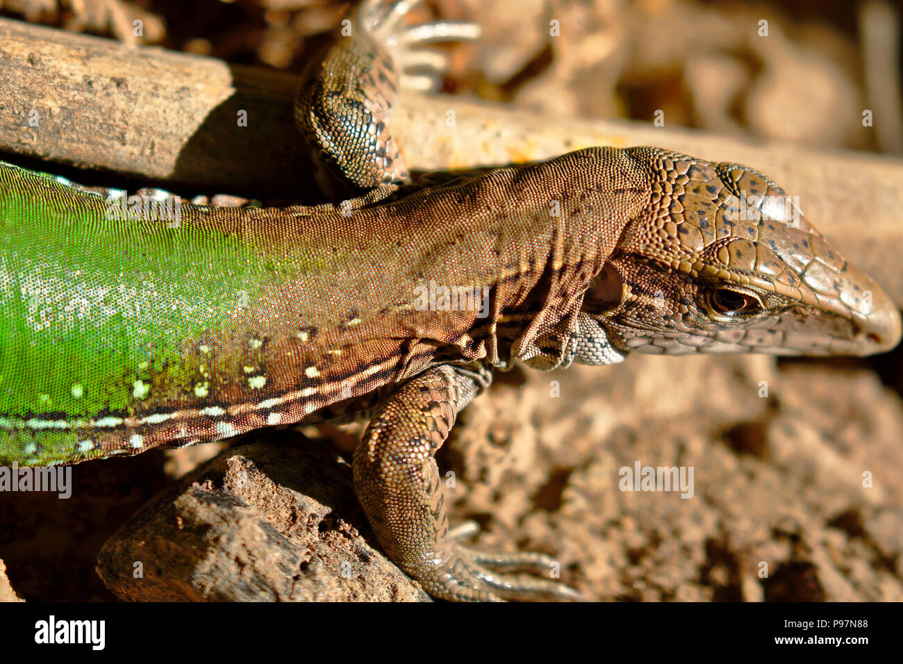 Giant ameiva (ameiva ameiva); Copy taken in freedom Stock Photo Alamy
