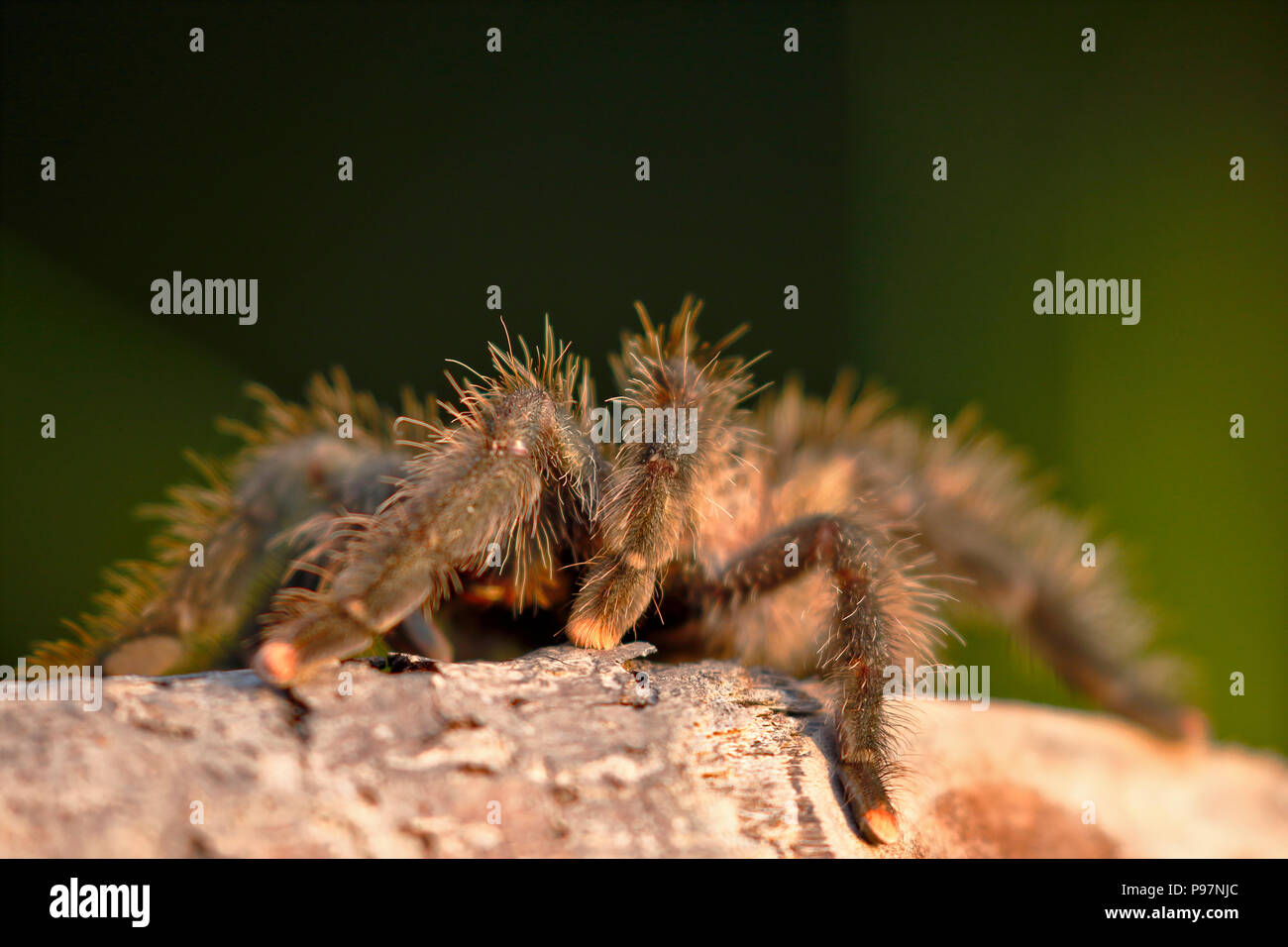 SouthAmerican pink toe (Avicularia avicularia); Copy taken in freedom Stock Photo Alamy