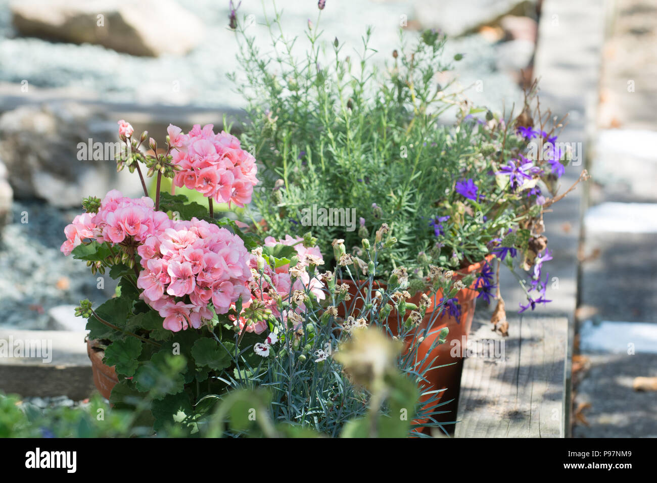 Flowers growing in a back yard or garden flower bed Stock Photo Alamy