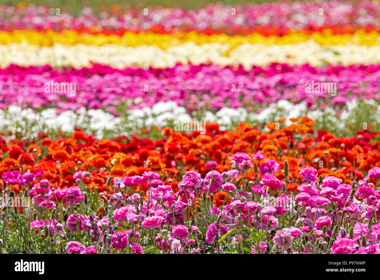 Multi colored ranunculus flower rows on sunny day, texture background Stock Photo