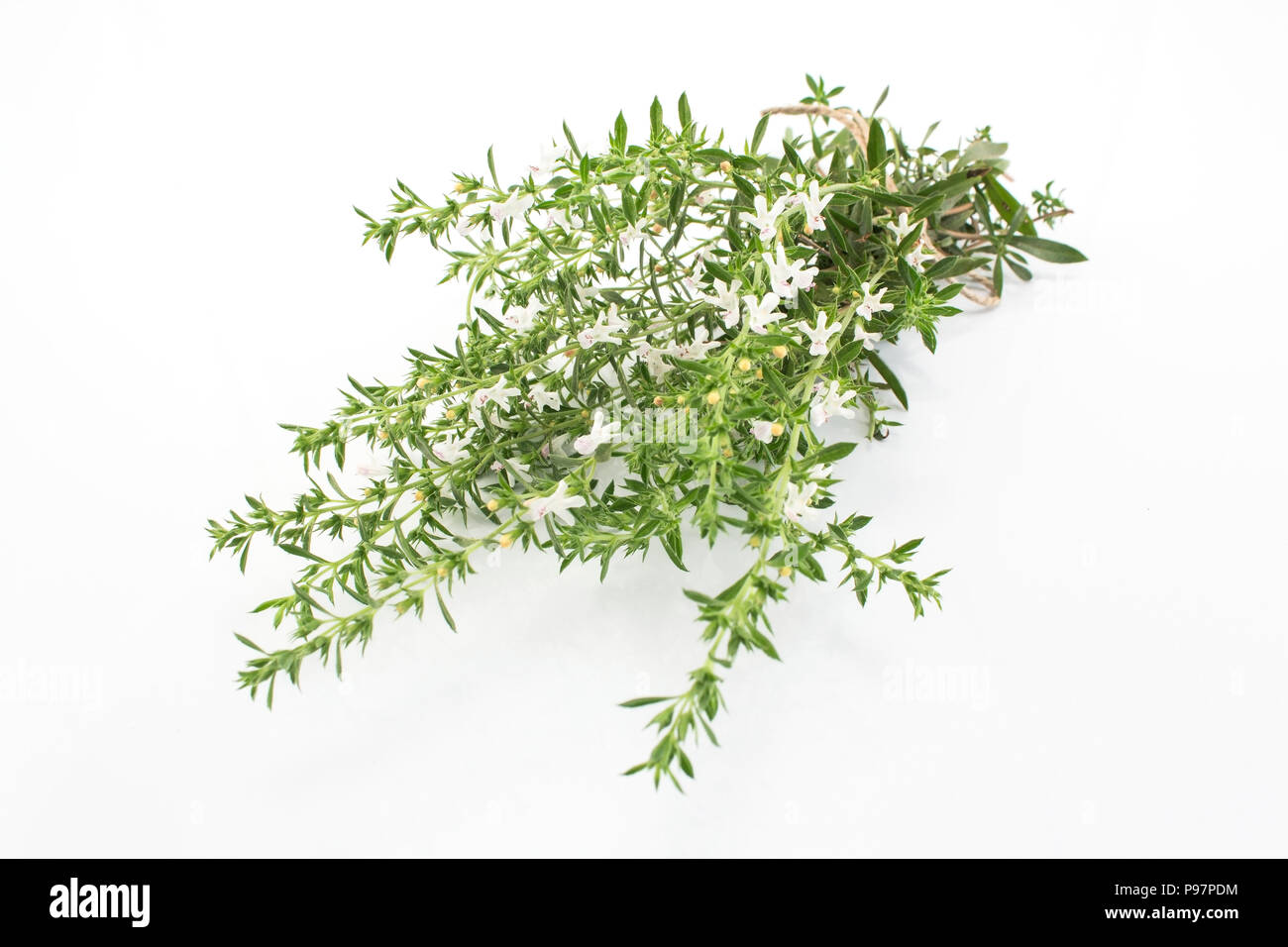Summer Savory , Satureja Hortensis, Isolated on White. Stock Photo
