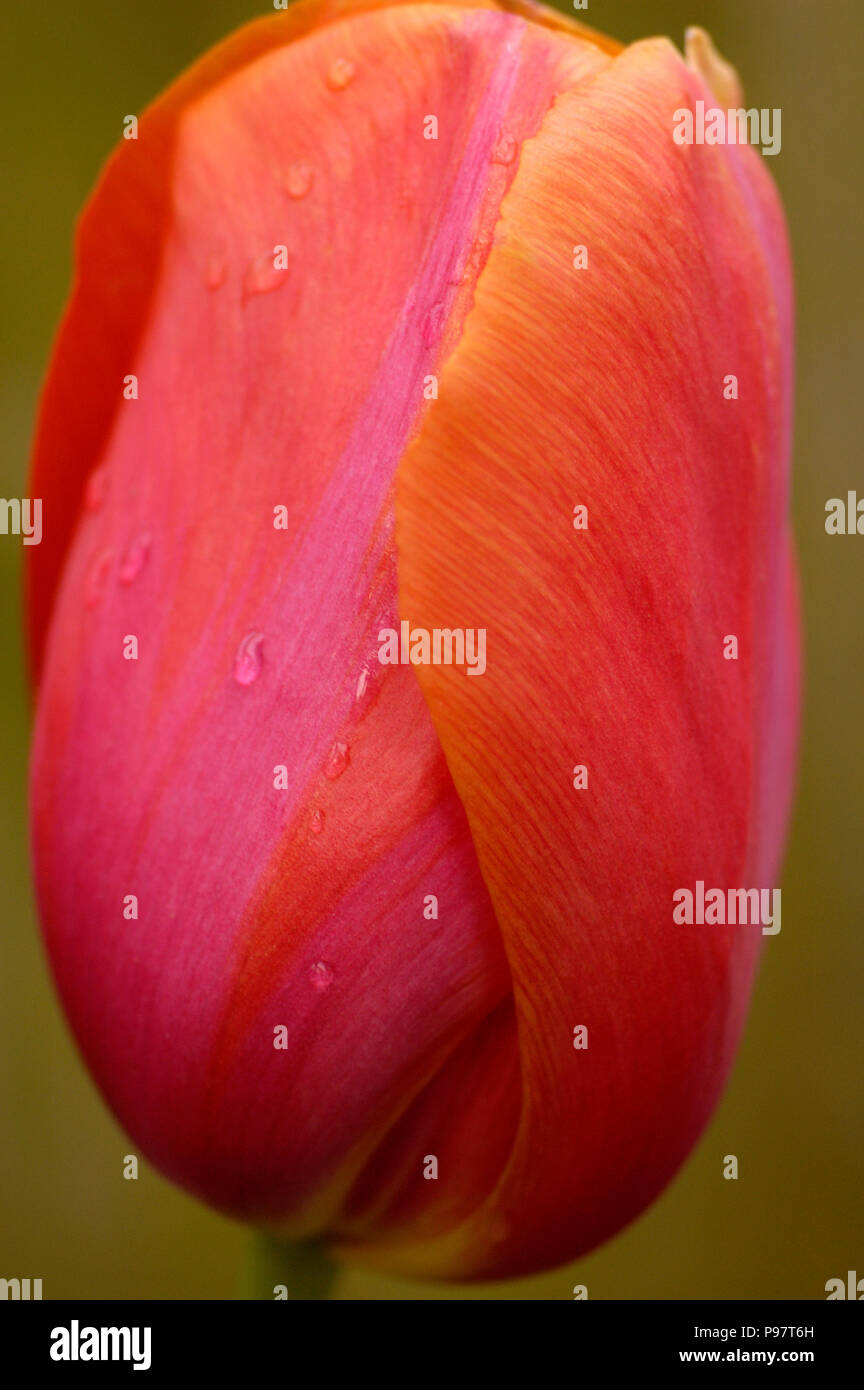 Artistic close up of closed tulip bud, colors of red, fuchsia and orange Stock Photo