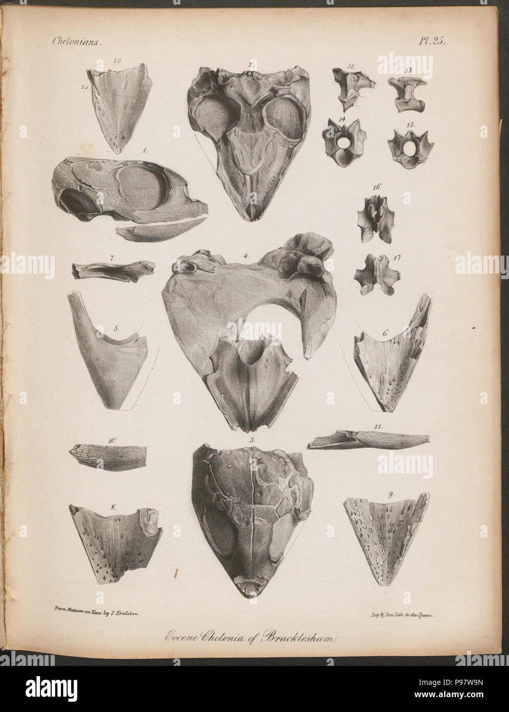 A history of British fossil reptiles / London :Cassell & company limited,1849-1884. Stock Photo