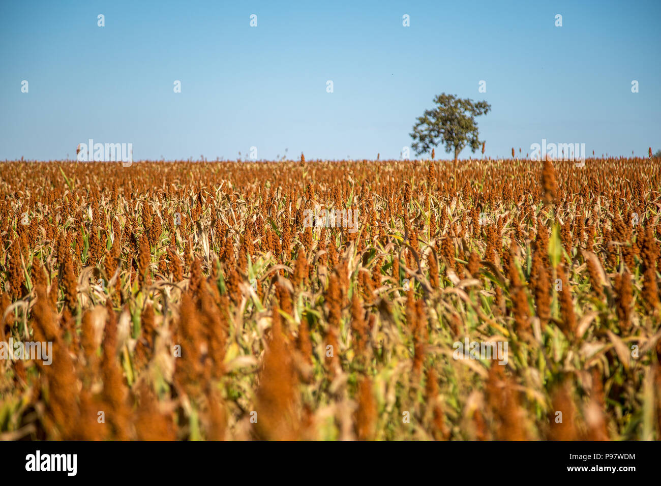 Sorghum plantation hi-res stock photography and images - Alamy