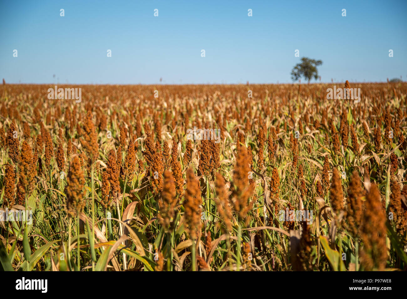 Sorghum plantation hi-res stock photography and images - Alamy