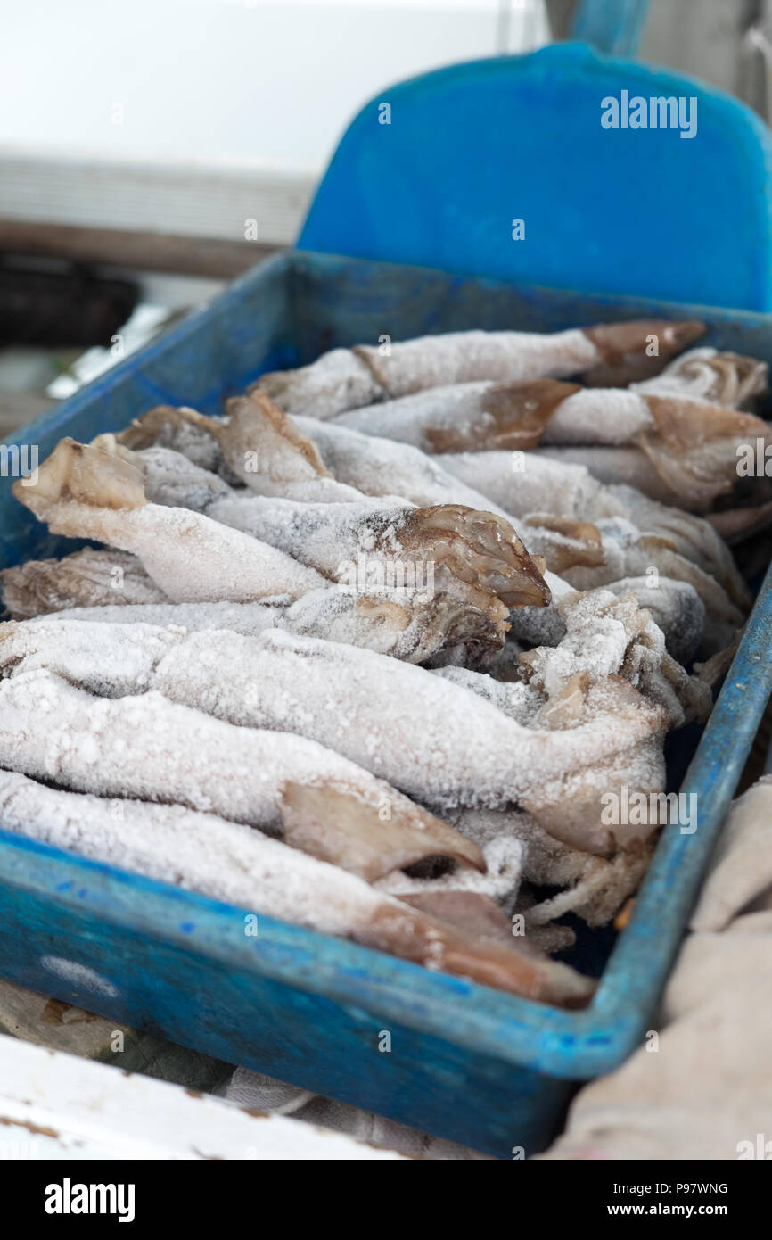Frozen squid for fishing bait thawing in a tray on a charter vessel with  shallow depth of field, in New Zealand, NZ Stock Photo - Alamy
