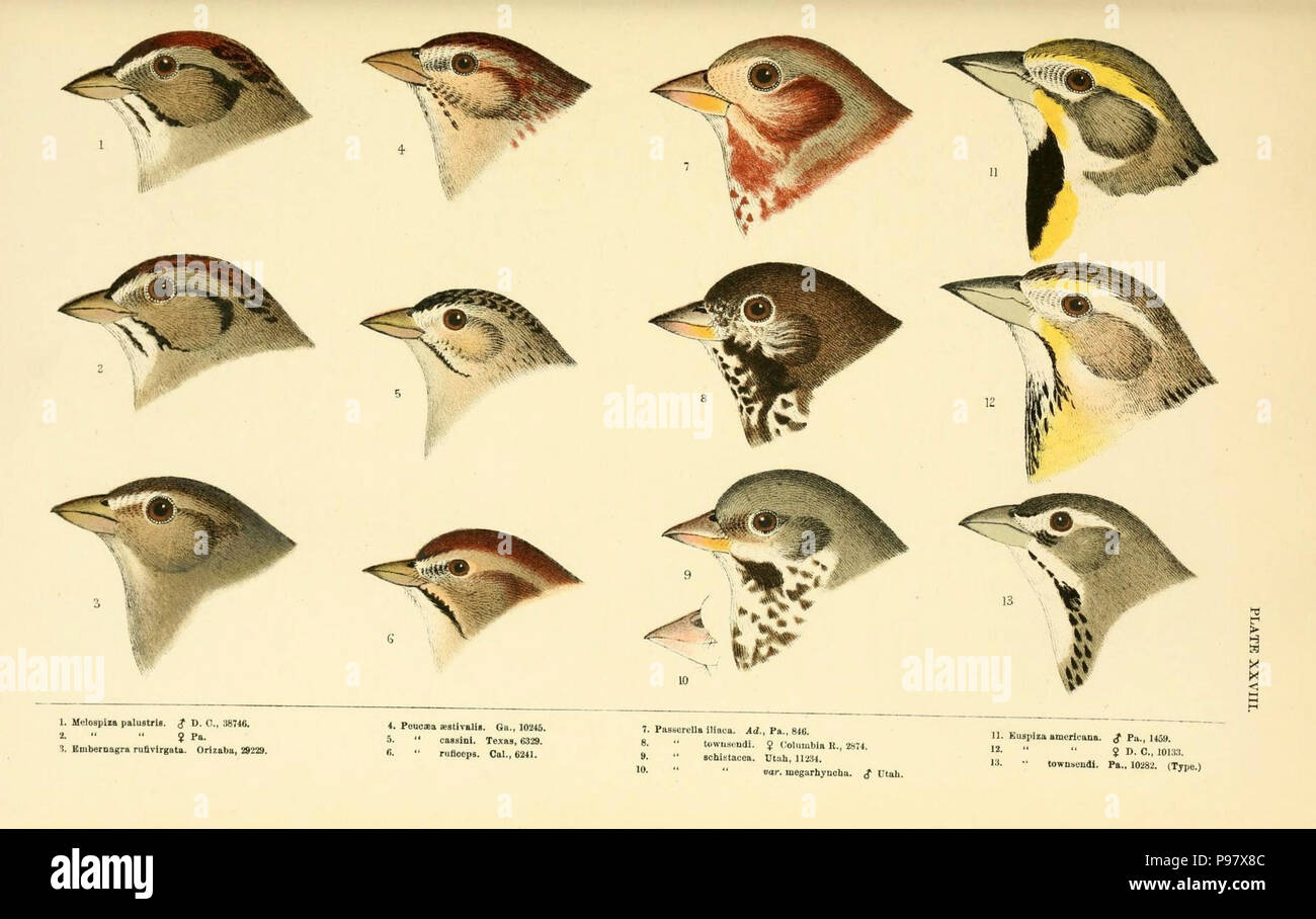 A history of North American birds / Boston :Little, Brown,1905. Stock Photo