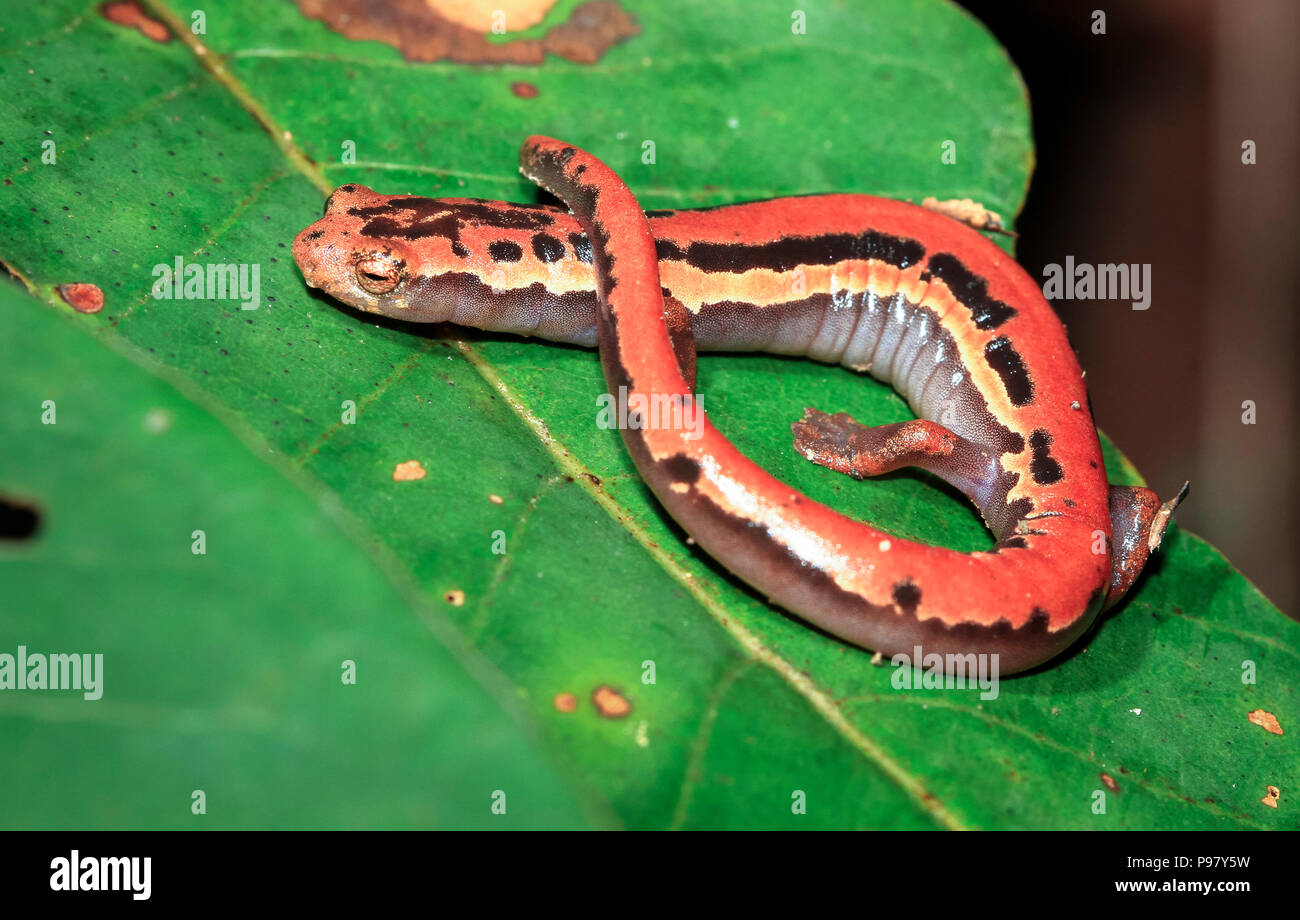 A mexican mushroomtongue salamander (Bolitoglossa mexicana) rests on a leaf at night in Belize. Stock Photo