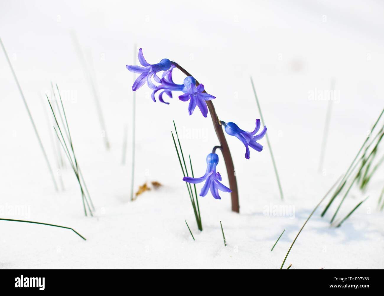 The first buds of blue hyacinth in spring.Season concept Stock Photo ...
