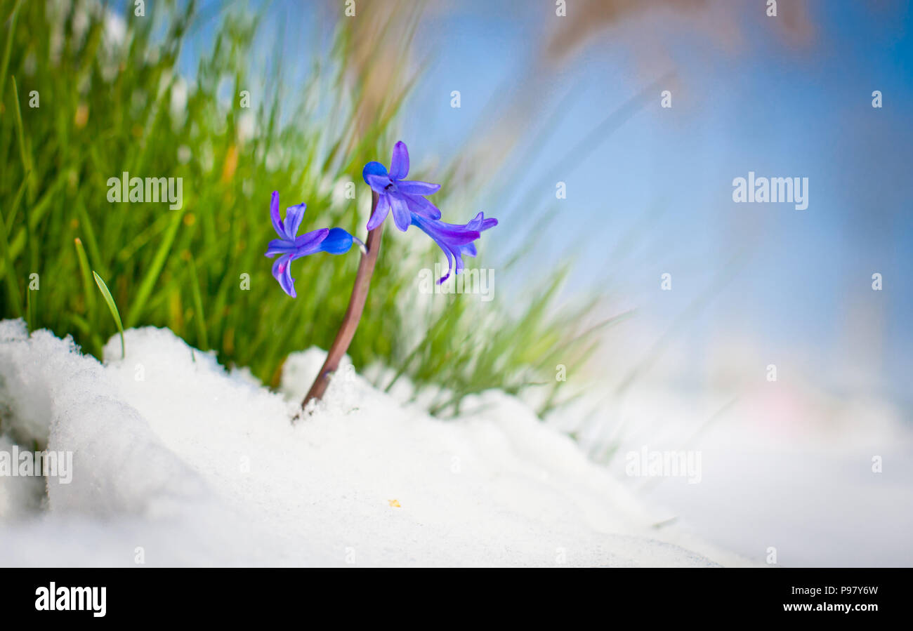 The first buds of blue hyacinth in spring.Season concept Stock Photo ...