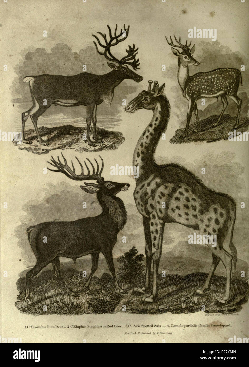 A history of the earth, and animated nature. New-York :T. Kinnersley,1825. Stock Photo