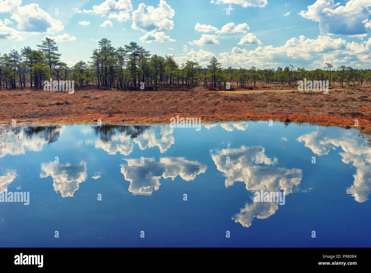 Blue sky with clouds and a strip of pine forest on the shore of the ...