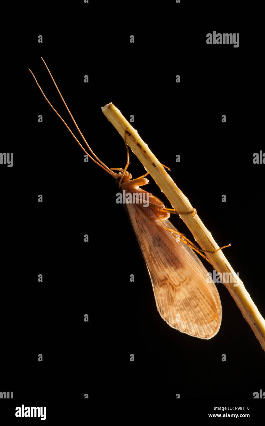 caddis fly UK Stock Photo Alamy