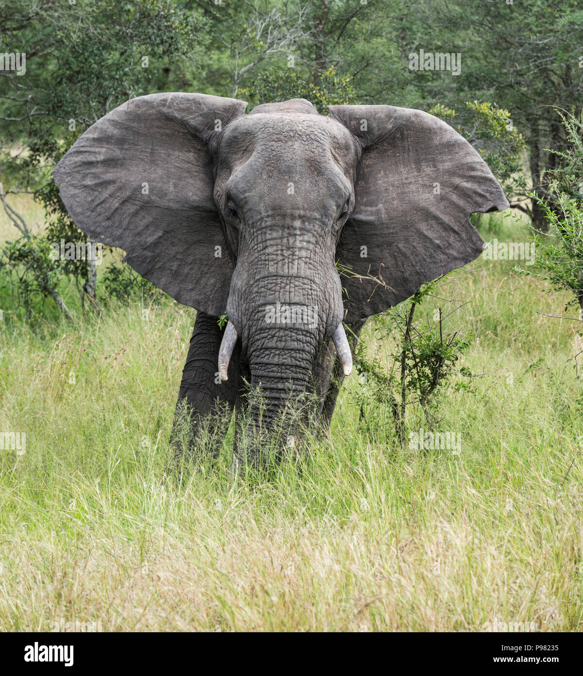 big african elephant in south africa kruger national park mduring safari Stock Photo