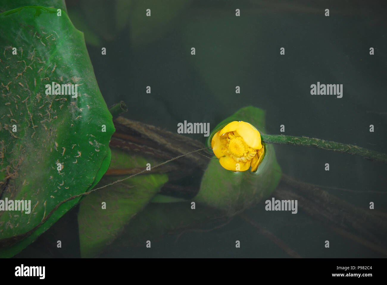 Art and Nature- This image of a lovely water lily takes on a romantic, artistic quality with the dark, translucent water and perspective. Stock Photo