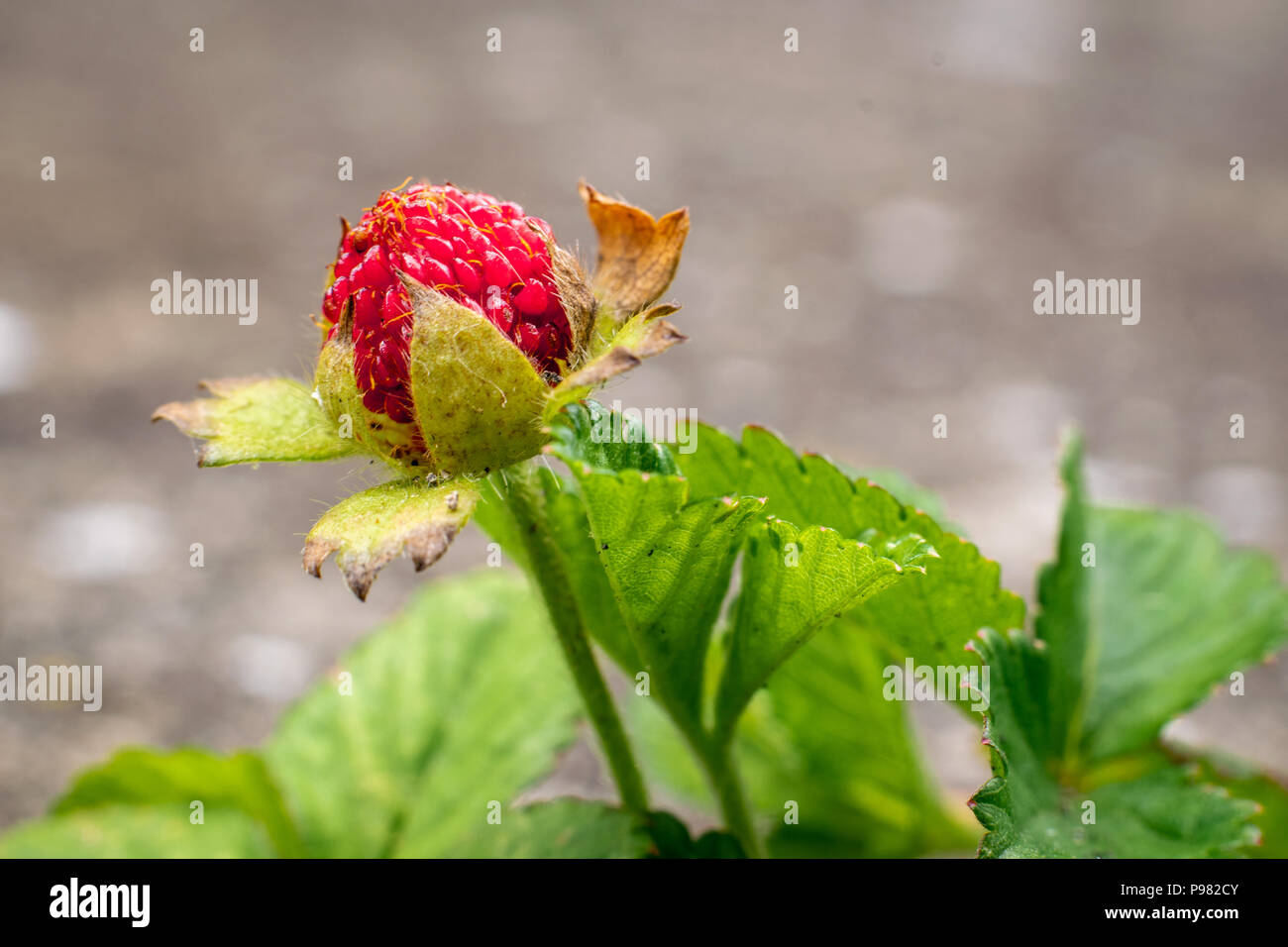 Wild strawberry macro Stock Photo - Alamy