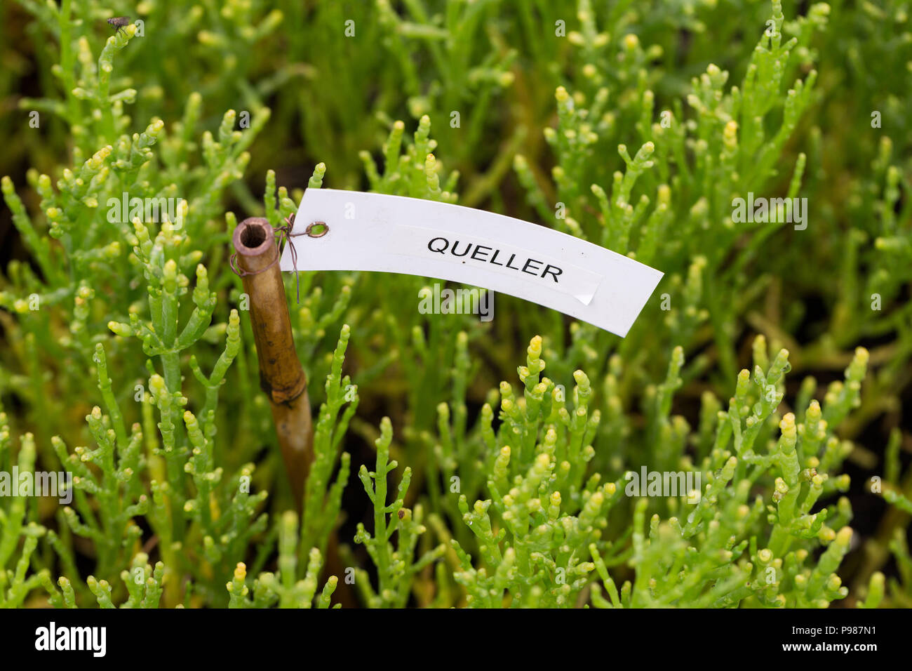 Germany, Emden. 26th May, 2018. The plant Salicornia can be seen inside a greenhouse at the Eco Factory Emden. The sample cultivation is party of the EU project SalFar (Saline Farming) which includes a total of six EU states with a border to the North Sea. Credit: Mohssen Assanimoghaddam/dpa/Alamy Live News Stock Photo