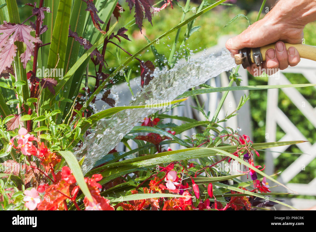 London UK. 16th July 2018 .  A man watering flowers in Hyde Park on another hot day as The UK faces a hosepipe ban due to a water shortage  from the ongoing  heatwave which has lasted more than 30 days Credit: amer ghazzal/Alamy Live News Stock Photo