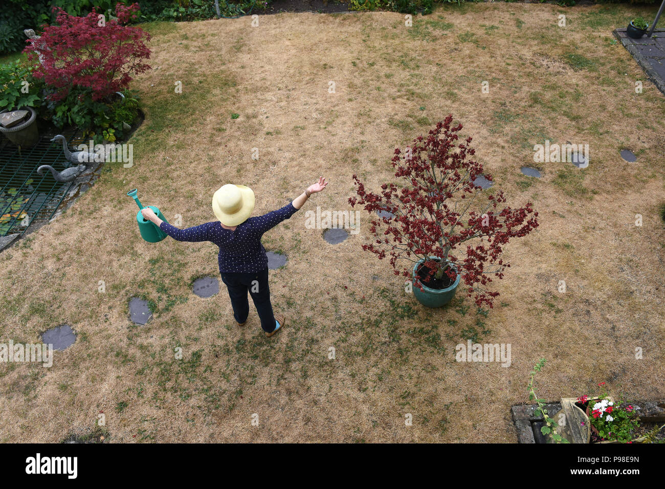 Telford, UK. 16th July 2018. A gardener desperate for rain on her parched lawn in Telford, Shropshire, Uk Credit: David Bagnall Stock Photo